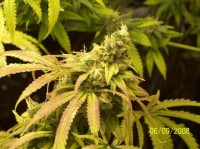 Black Jack Auto Feminised picture
