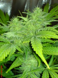 Black Sugar Feminised picture