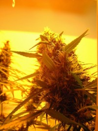 Black Widow picture