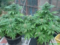 Blue Cheese Feminised picture