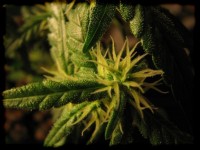 Blue Cheese picture