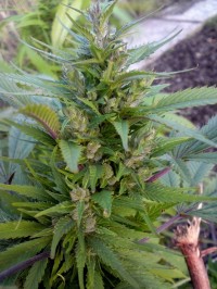Blue Hash Feminised picture