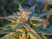 Blue Mammoth Auto Feminised picture