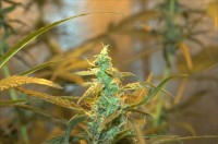 Blue Ryder Autoflowering   - 10 picture