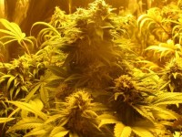 Blue Widow Feminised picture