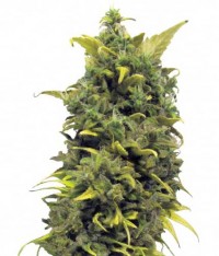 Blue Cheese Feminised picture