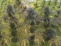 Blueberry - 10 picture