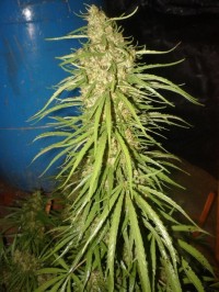 Blueberry Feminised picture