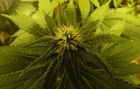 BLZ Bud Feminised picture