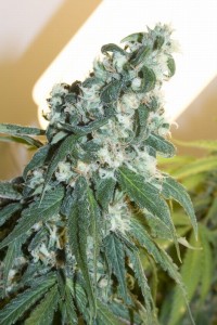 Bubba Kush Feminised picture