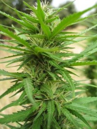 Bubblicious   - 10 picture