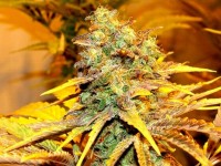 Burmese Kush picture