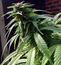 California Hash Plant Feminised picture