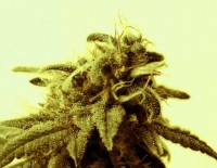 Californian Indica picture