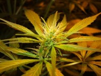 Californian Skunk Haze  - 10 picture