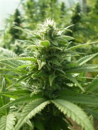 Cannatonic   - 10 picture