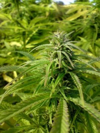 Cataract Kush Feminised picture