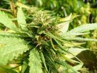 CBD Critical Mass Feminised - 5 picture