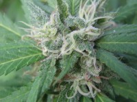 CBD Nordle Feminised - 5 picture