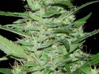 CBD Outdoor Mix Feminised - 5 picture
