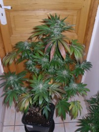 CBD Shark Feminised - 5 picture