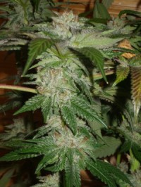 CBD Skunk Haze Feminised - 5 picture