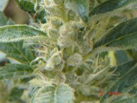 CBD Sweet 'n Sour Widow picture