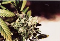 CBD Yummy Feminised - 5 picture
