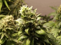 Ceres Easy Rider Autoflowering Feminised picture