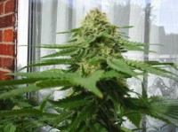 Ceres Kush picture