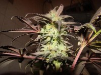 Ceres Skunk Feminised picture