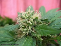 Ceres Skunk picture