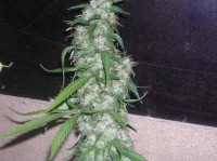 Chaze Super Autoflowering Feminised  - 3 picture