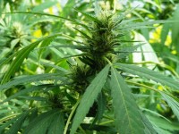 Chem 4 OG picture