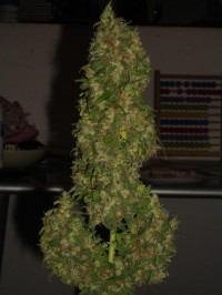 Chem Valley Kush picture