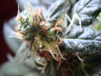 Chronic Ryder Autoflowering Feminised picture