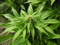 Cobra Autoflowering   - 8 picture