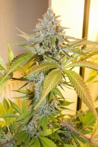 Cocoa Kush - 10 picture