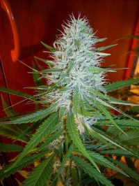 Colombian Gold picture