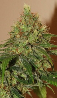 Colossus Auto-flowering Feminised picture