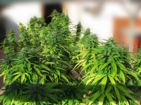 Colour Mix 6 – Autoflowering Feminised picture