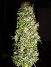 Connoisseurs Mix picture