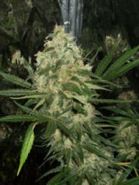 Corleone Kush picture