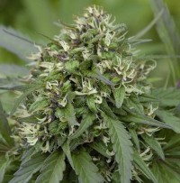 Critical Haze   - 10 picture