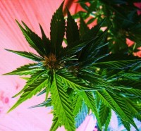 Critical Haze Feminised picture