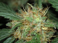 Critical Haze picture