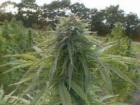 Critical Jack Automatic Feminised picture