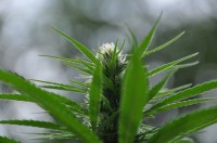 Critical Kush Feminised picture