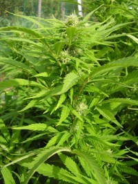 Critical Mass picture