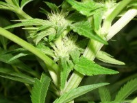 Critical Rapido Auto Feminised picture